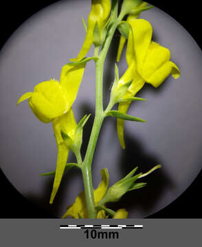 Image of broomleaf toadflax