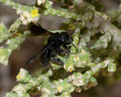 Image of Thymelaea hirsuta (L.) Endl.