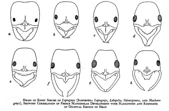 Image of Odontoponera