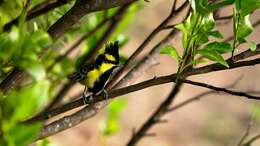 Image de Mésange à joues jaunes