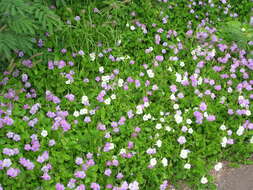 Image of Chinese violet