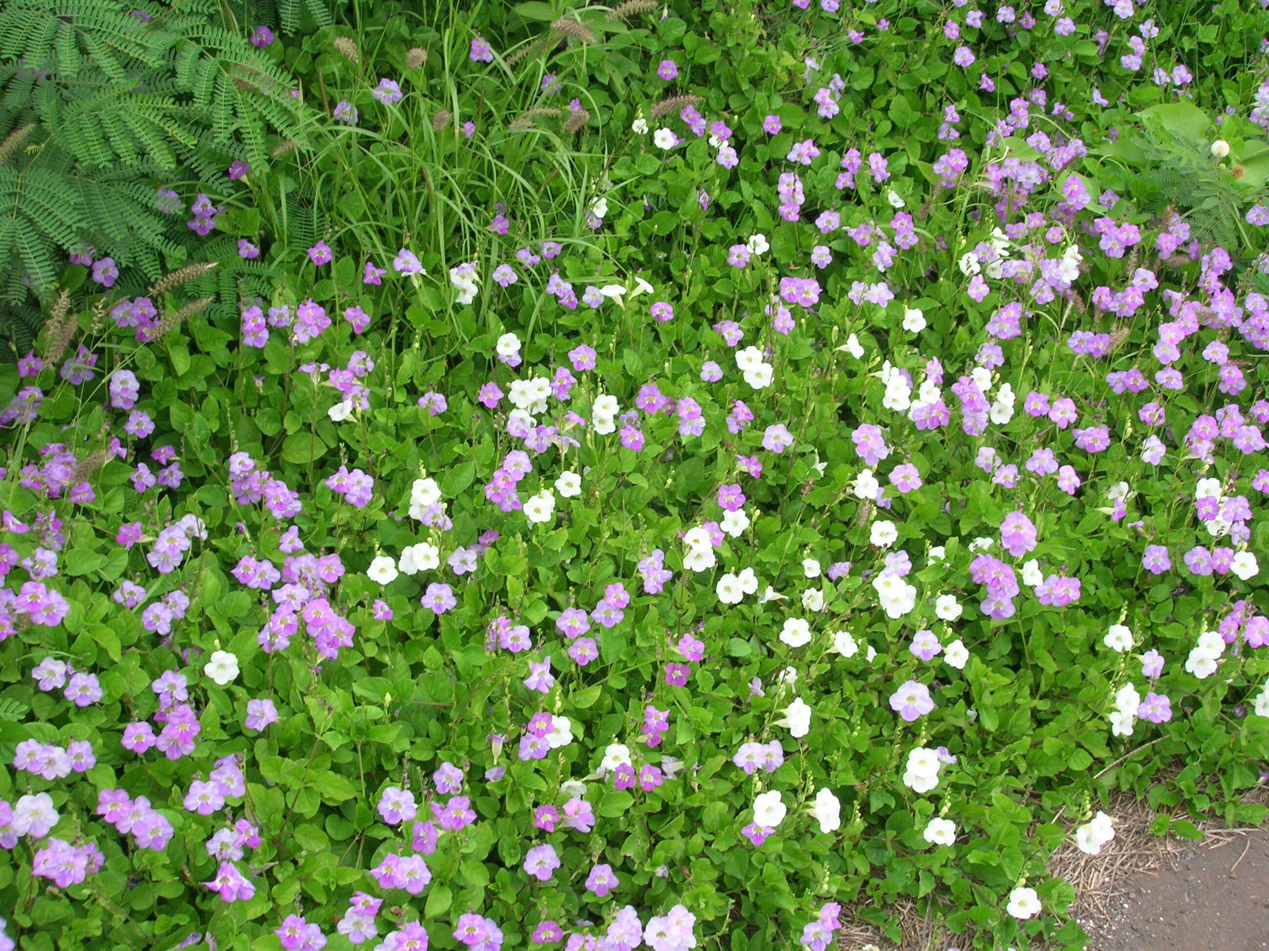 Image of Chinese violet