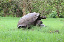 Image of Galapagos giant tortoise