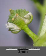 Image of Creeping Watercress