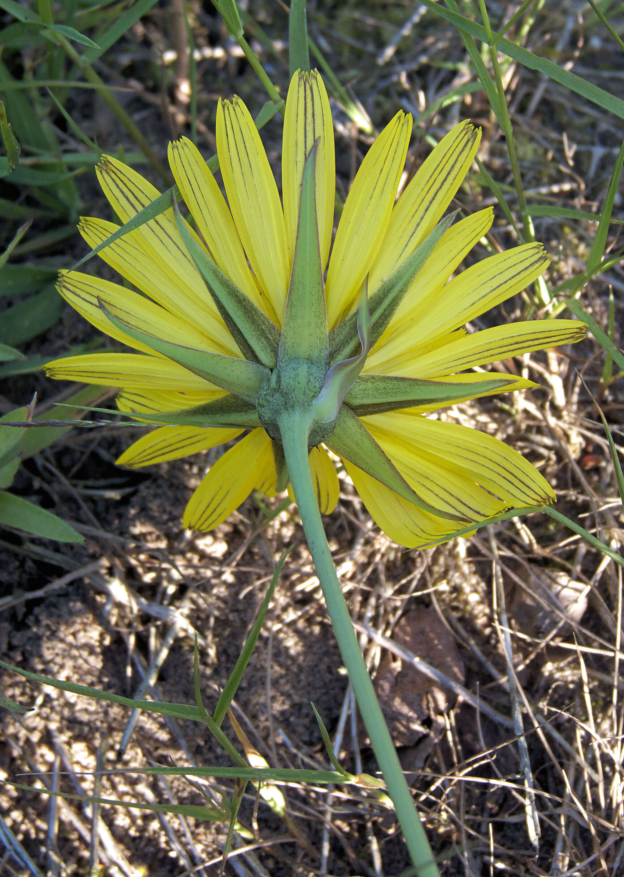 Image of Tragopogon orientalis L.