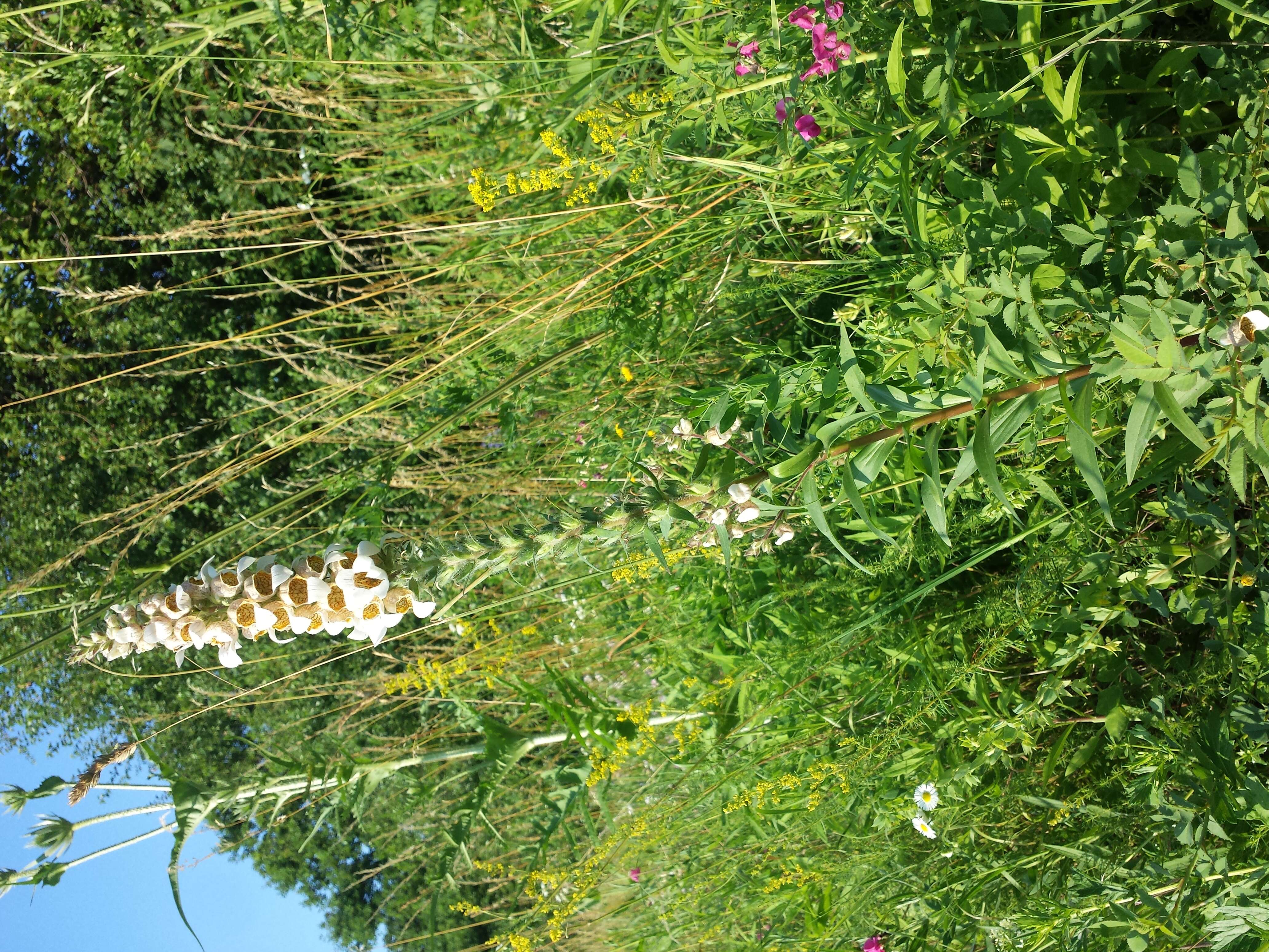 Image of Grecian foxglove