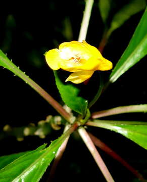 Image of Impatiens auricoma Baill.