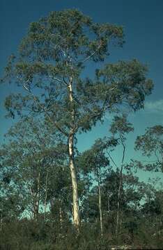 Image of Eucalyptus tenuiramis Miq.