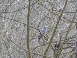 Image of Eurasian Sparrowhawk