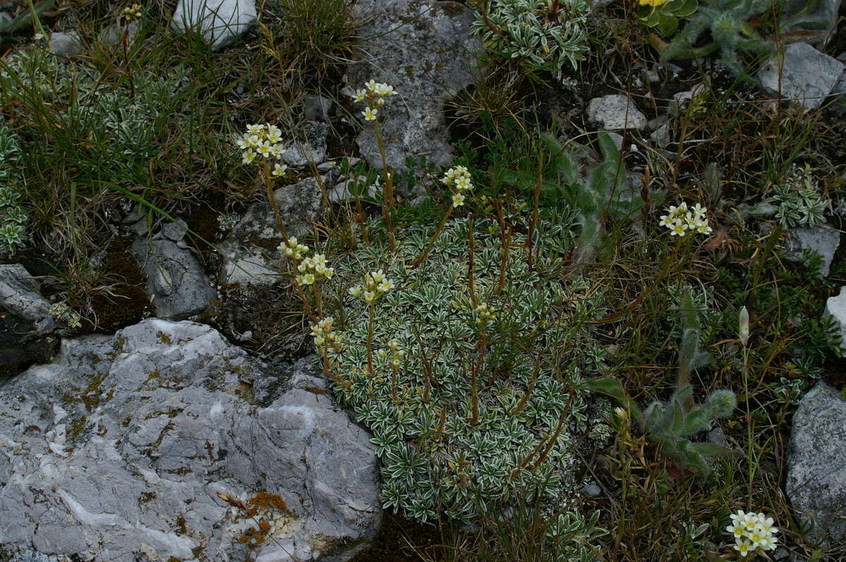 Image of Encrusted Saxifrage