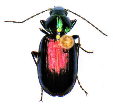 Image of Agonum