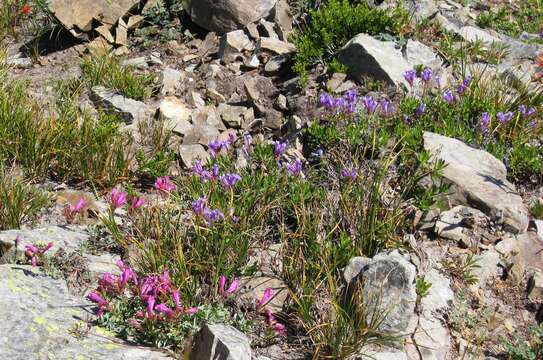 Image of Davidson's penstemon