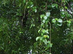 Image of Marsdenia volubilis (L. fil.) Cooke