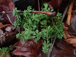 Image of Goosegrass