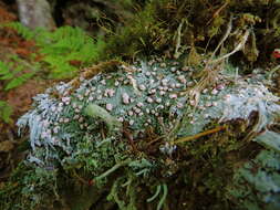 Image of peppermint drop lichen