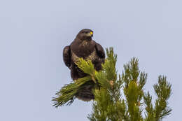 Image of Common Buzzard