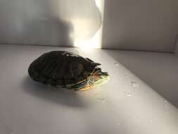 Image of slider turtle, red-eared terrapin, red-eared slider