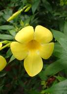 Image of bush allamanda