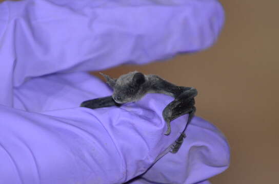 Image of little brown bat