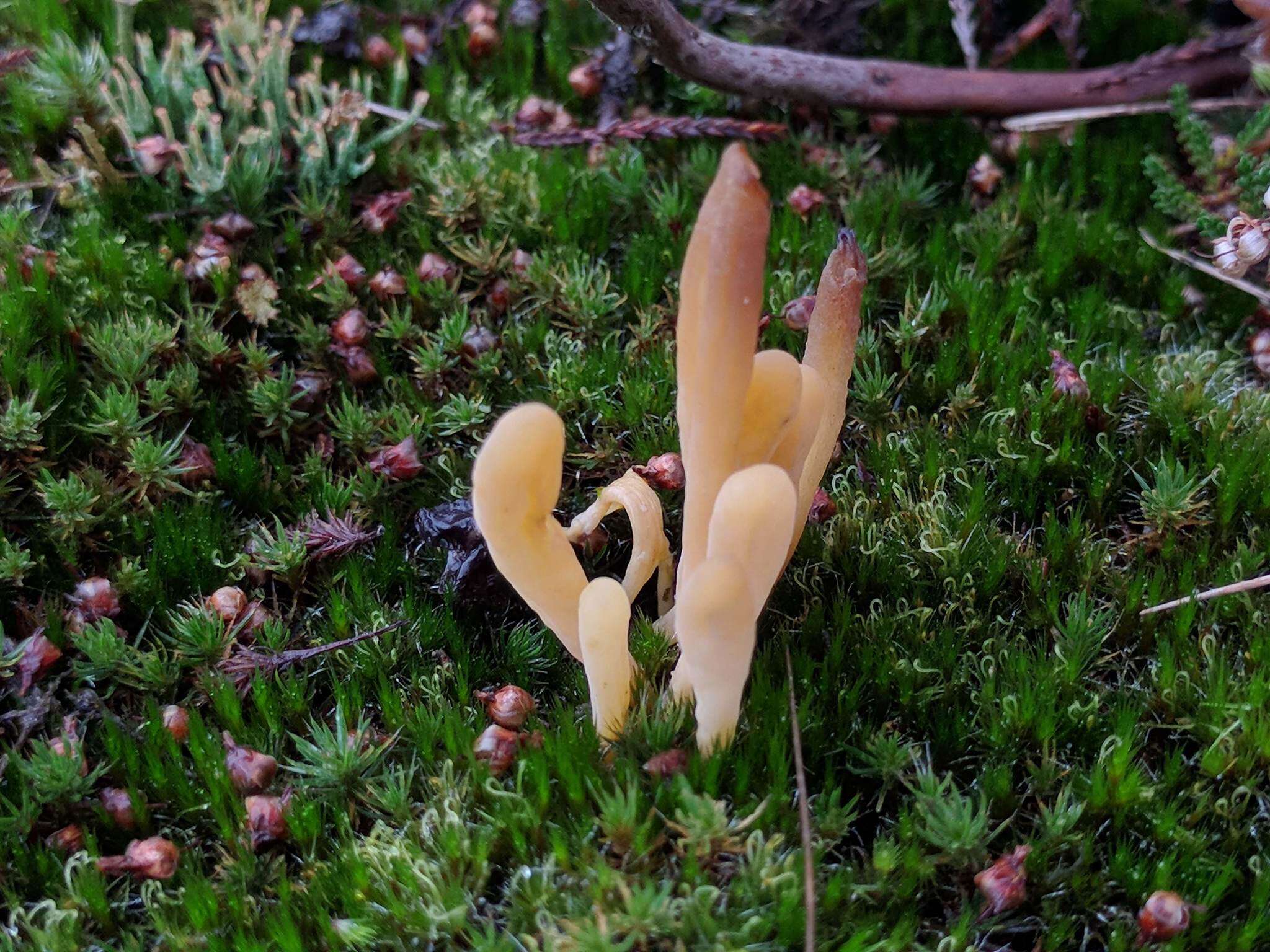 Clavaria argillacea Pers. 1797 resmi