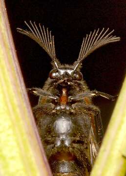 Image of Metoecus paradoxus