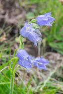 Image of Bearded Bellflower