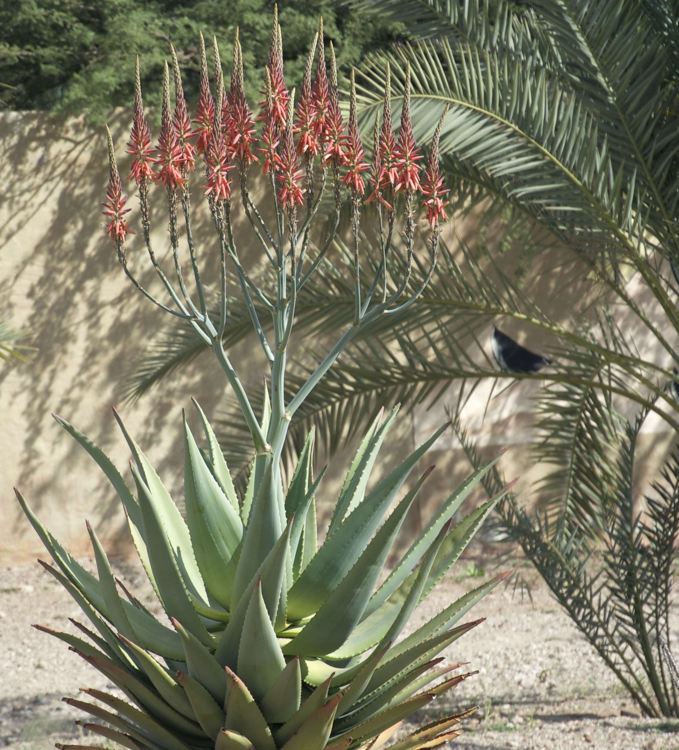 Aloe littoralis Baker resmi