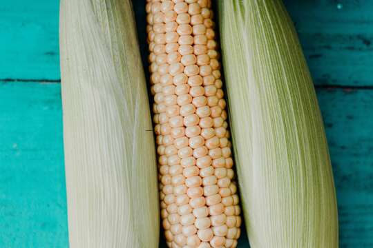 Image of Zea mays Saccharata