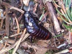 Image of wood roaches