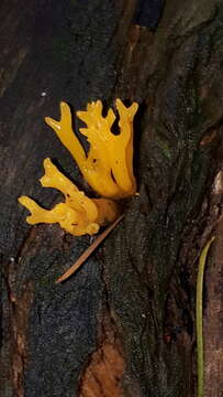 Imagem de Calocera viscosa (Pers.) Fr. 1821