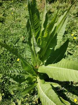 Image of Dipsacus fullonum