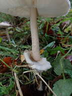 Macrolepiota mastoidea (Fr.) Singer 1951 resmi