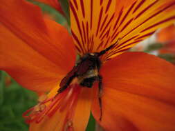 Image of California Bumble Bee