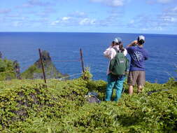 Image of Bay Biscayne creeping-oxeye