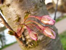 Image of Bird Cherry