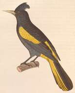 Image of Cacicus Lacépède 1799