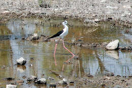 Image of Black-winged Stilt