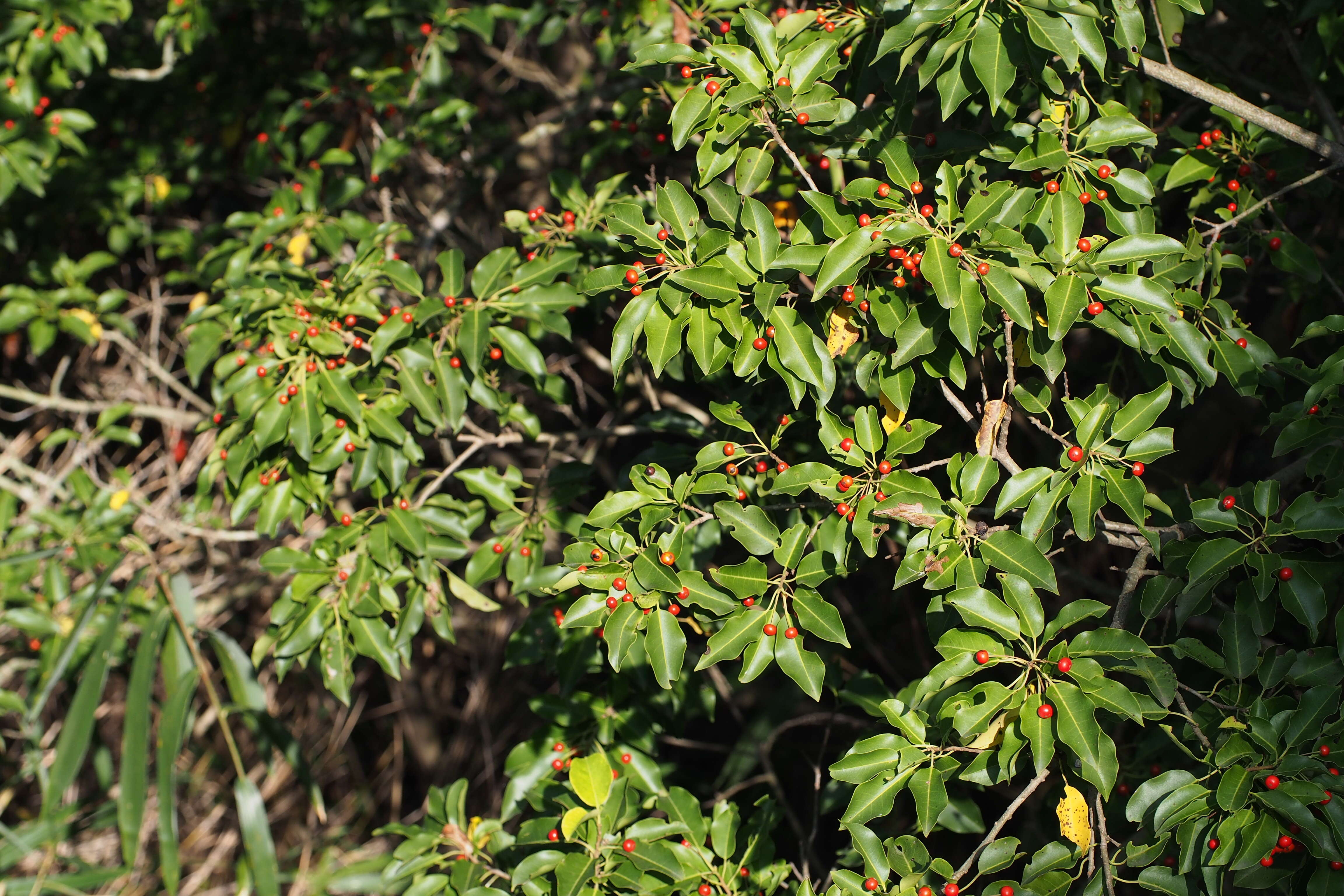 Слика од Ilex pedunculosa Miq.