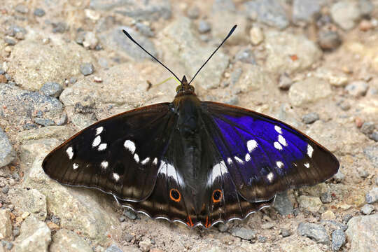 Imagem de Apatura iris Linnaeus 1758