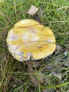 Image of yellow swamp brittlegill