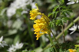 Image of yellow corydalis