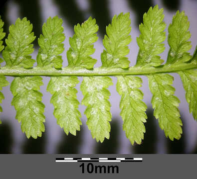 Image of Lady-fern