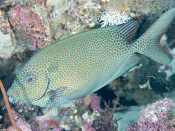 Image of Gold-spotted rabbitfish