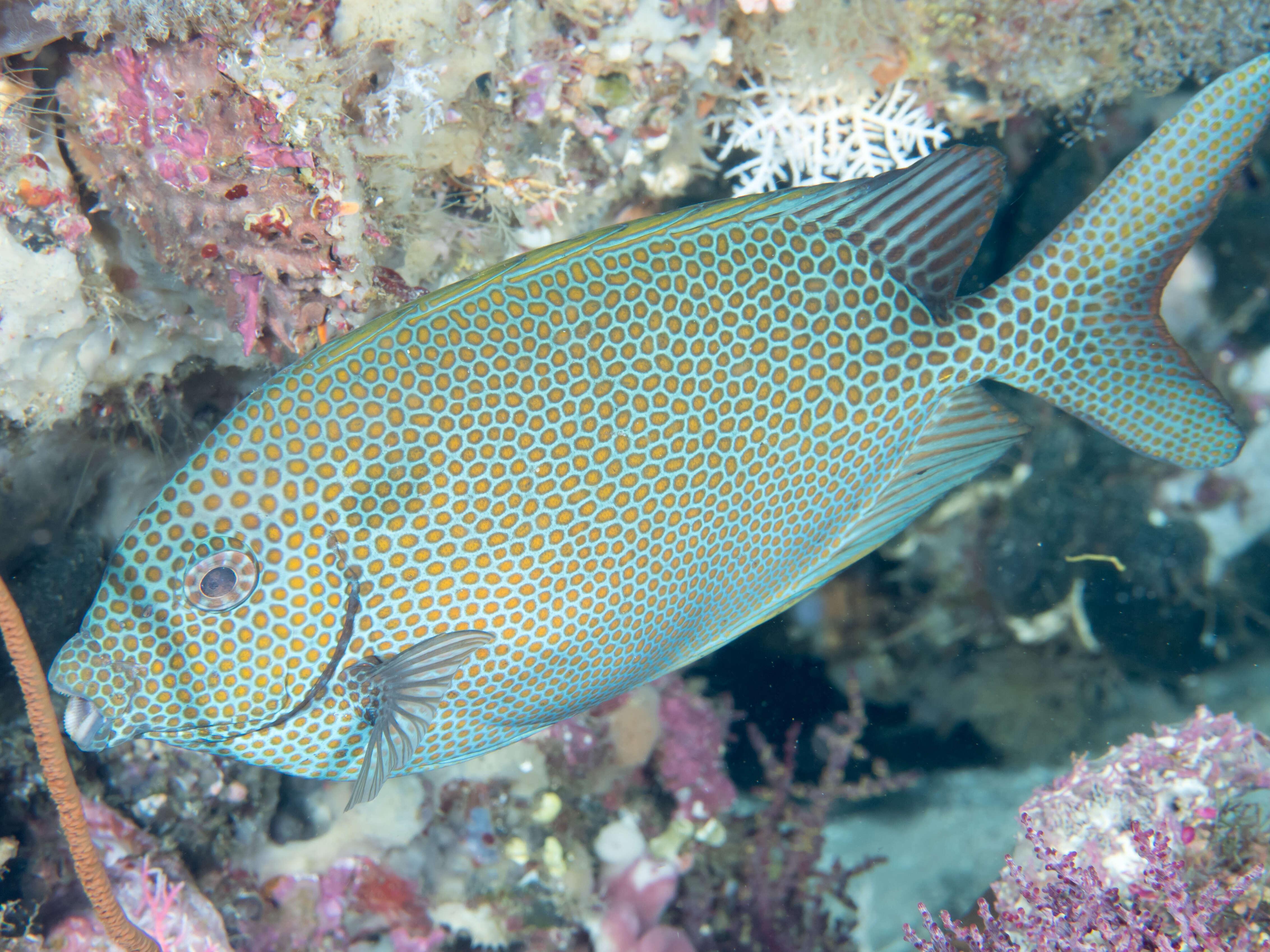 Image of Gold-spotted rabbitfish