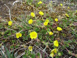 Image of spring cinquefoil