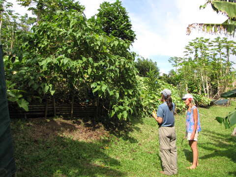 Image of Tamarillo