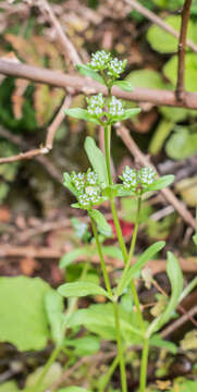 Image of Lewiston cornsalad