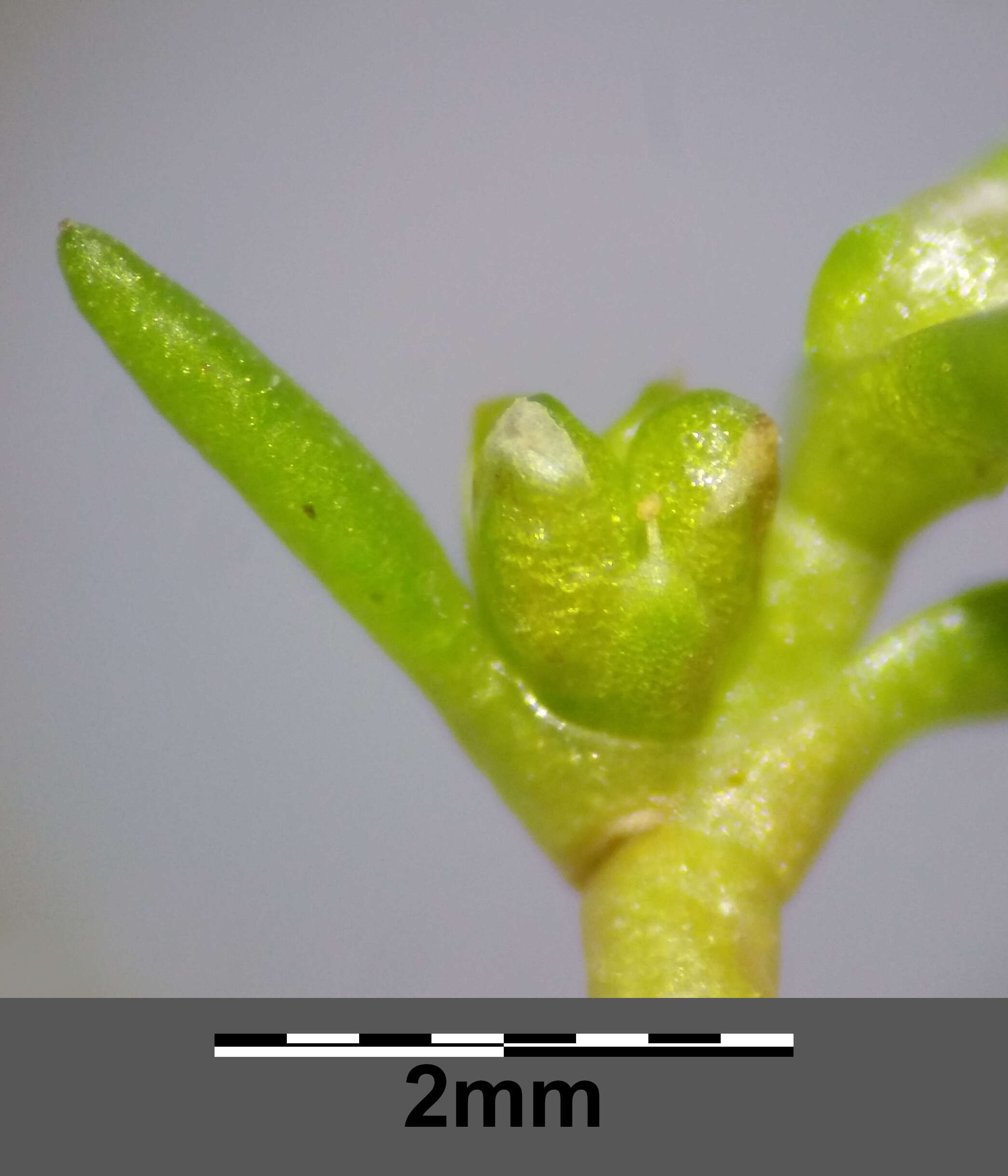 Image of water pygmyweed