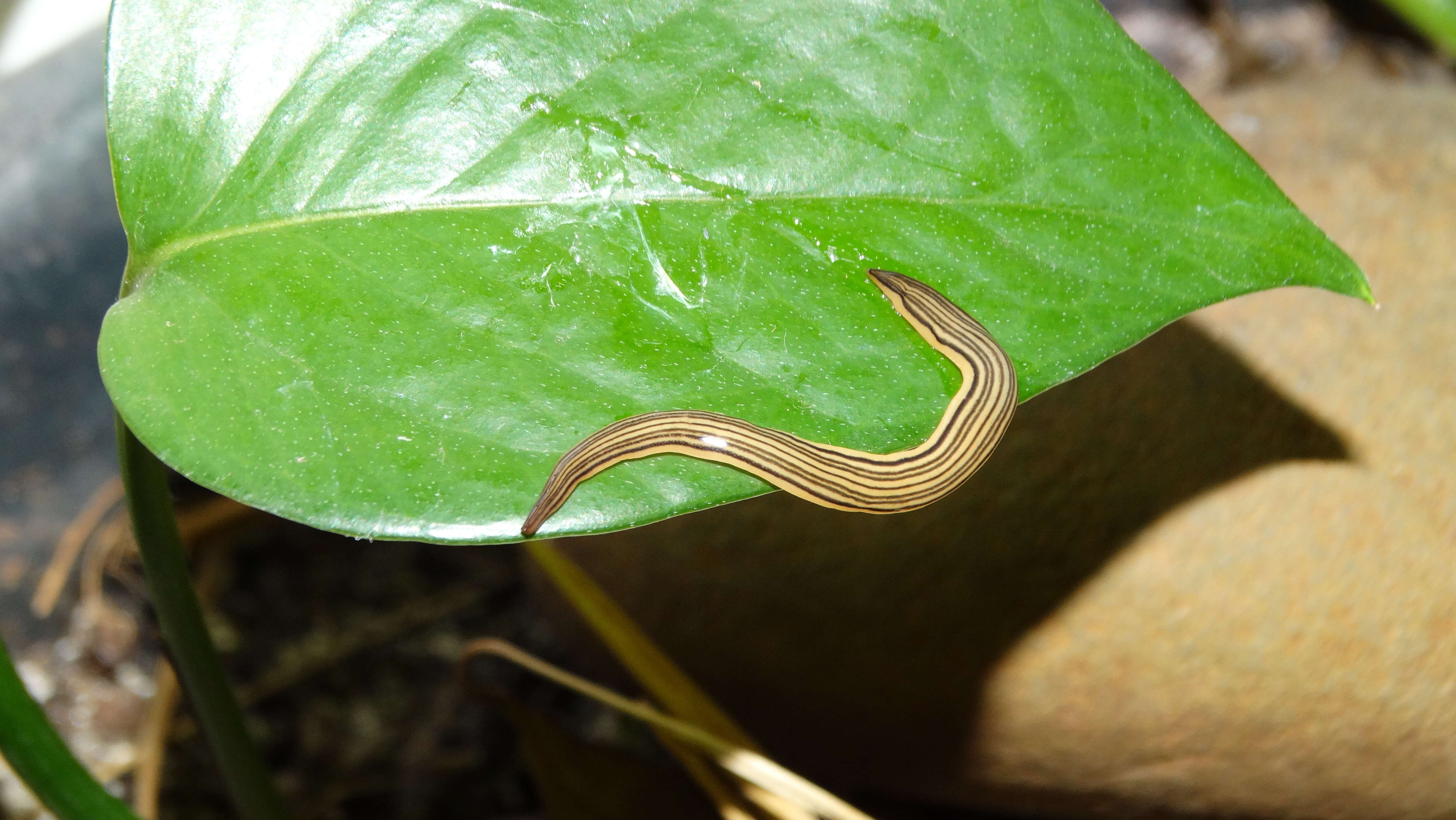 Image de Luteostriata abundans (Graff 1899)