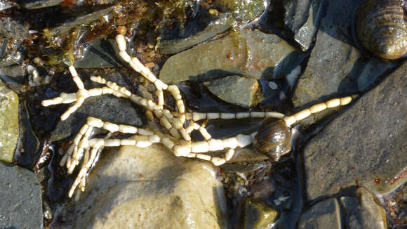 Image of common coral weed